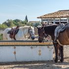 Camargue