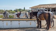 Camargue