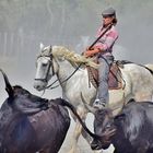 Camargue...