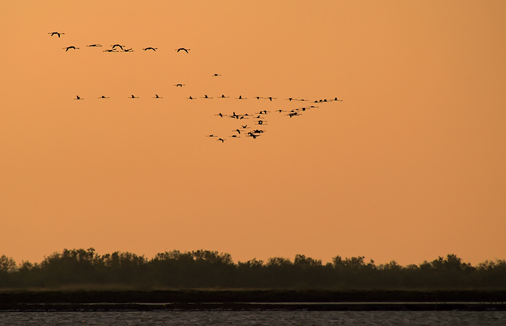 Camargue...