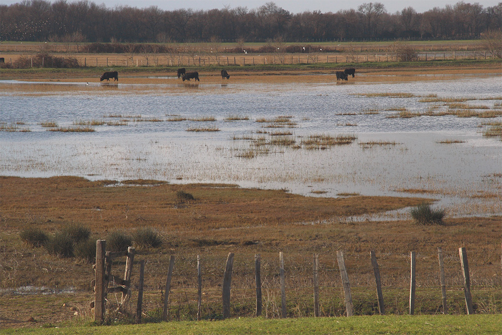 Camargue