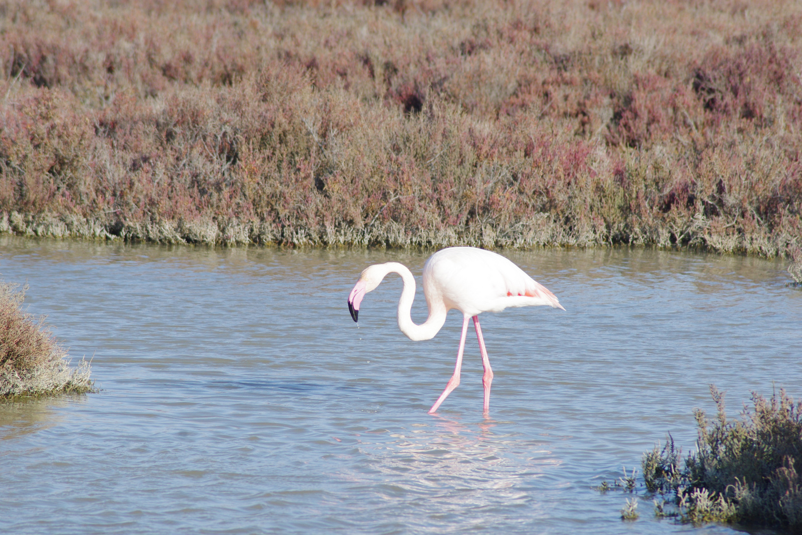 Camargue !