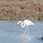 Camargue !