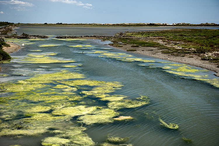 Camargue