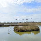 Camargue ...