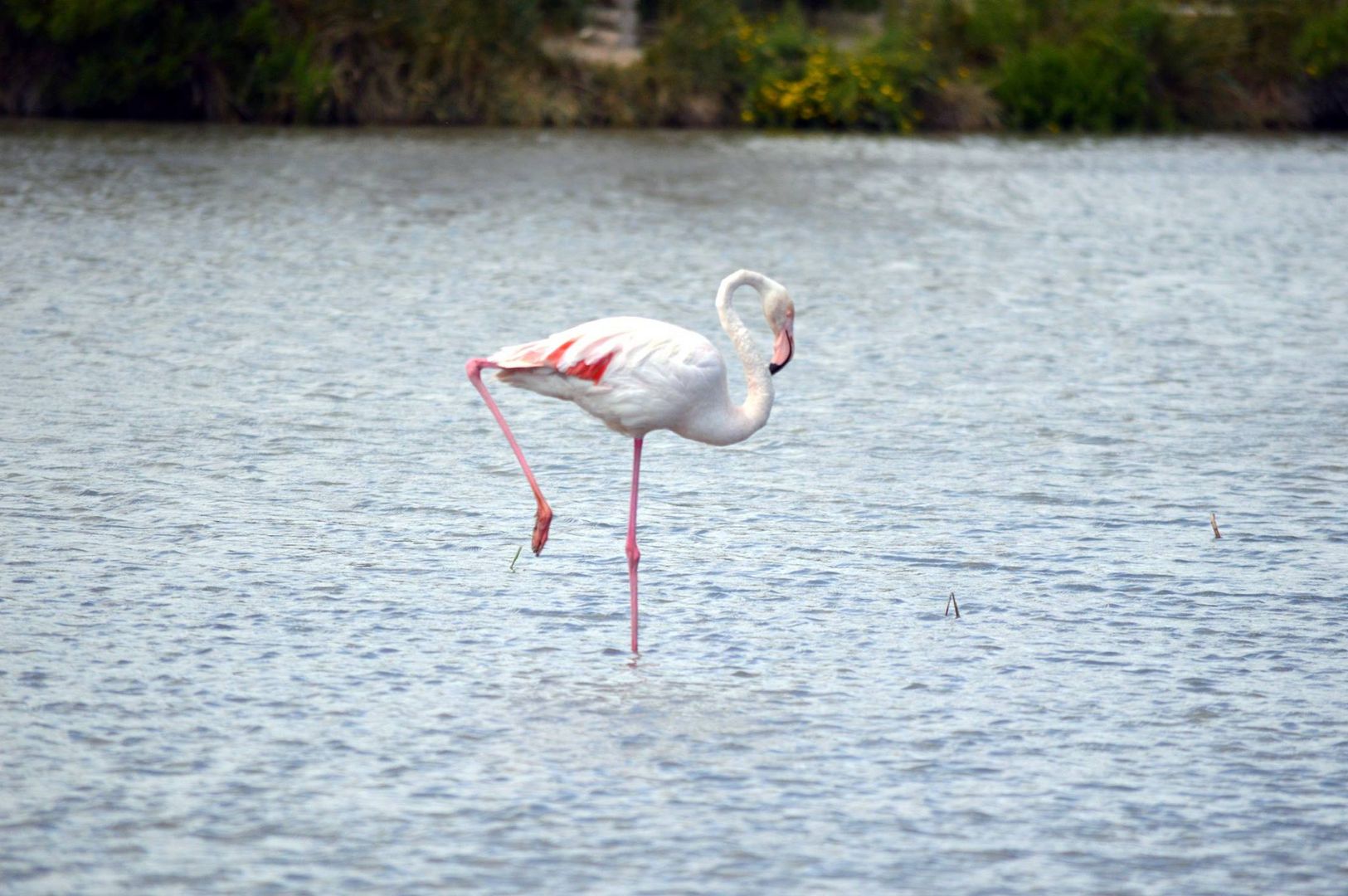 Camargue