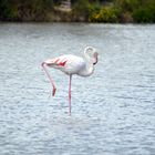 Camargue