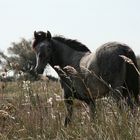 Camargue Absetzer mit frischem Brandzeichen