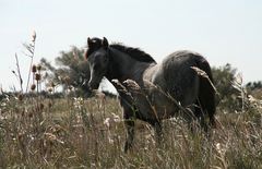 Camargue Absetzer mit frischem Brandzeichen