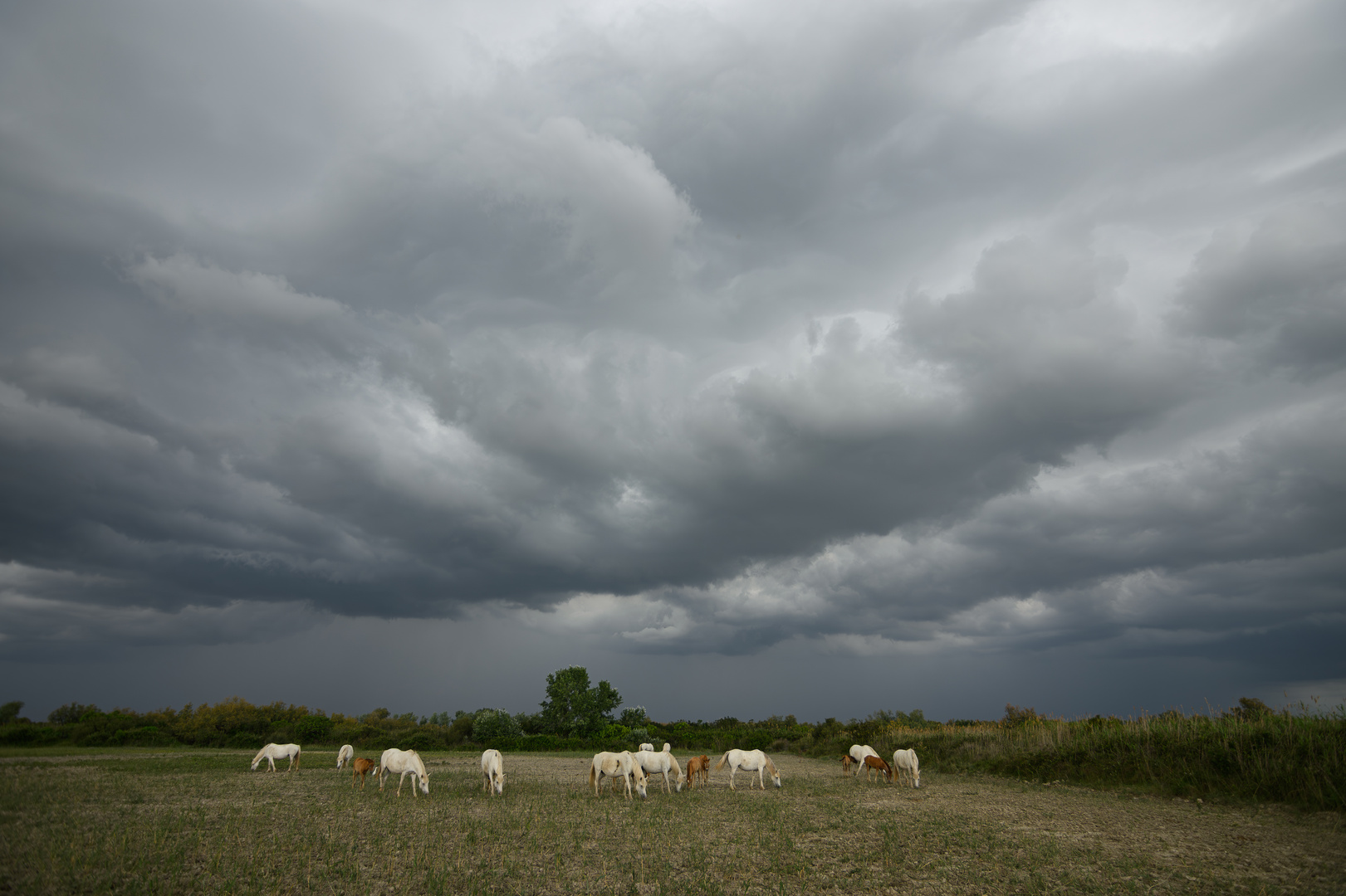 *** Camargue***