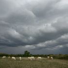 *** Camargue***