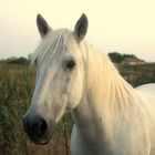 Camargue