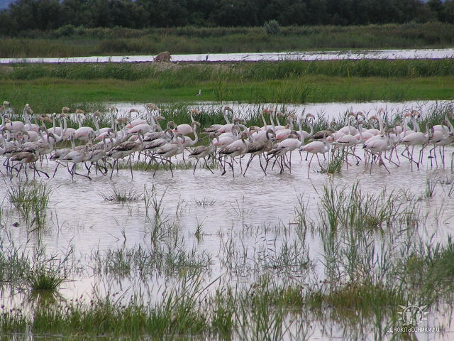 Camargue