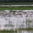 Camargue