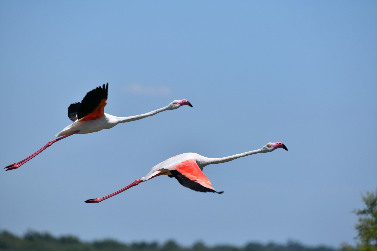 Camargue