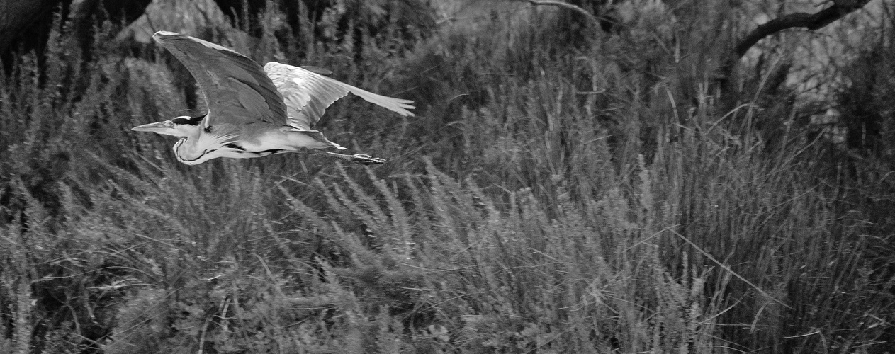 Camargue......