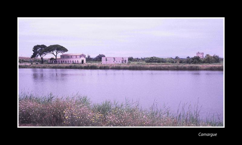 Camargue