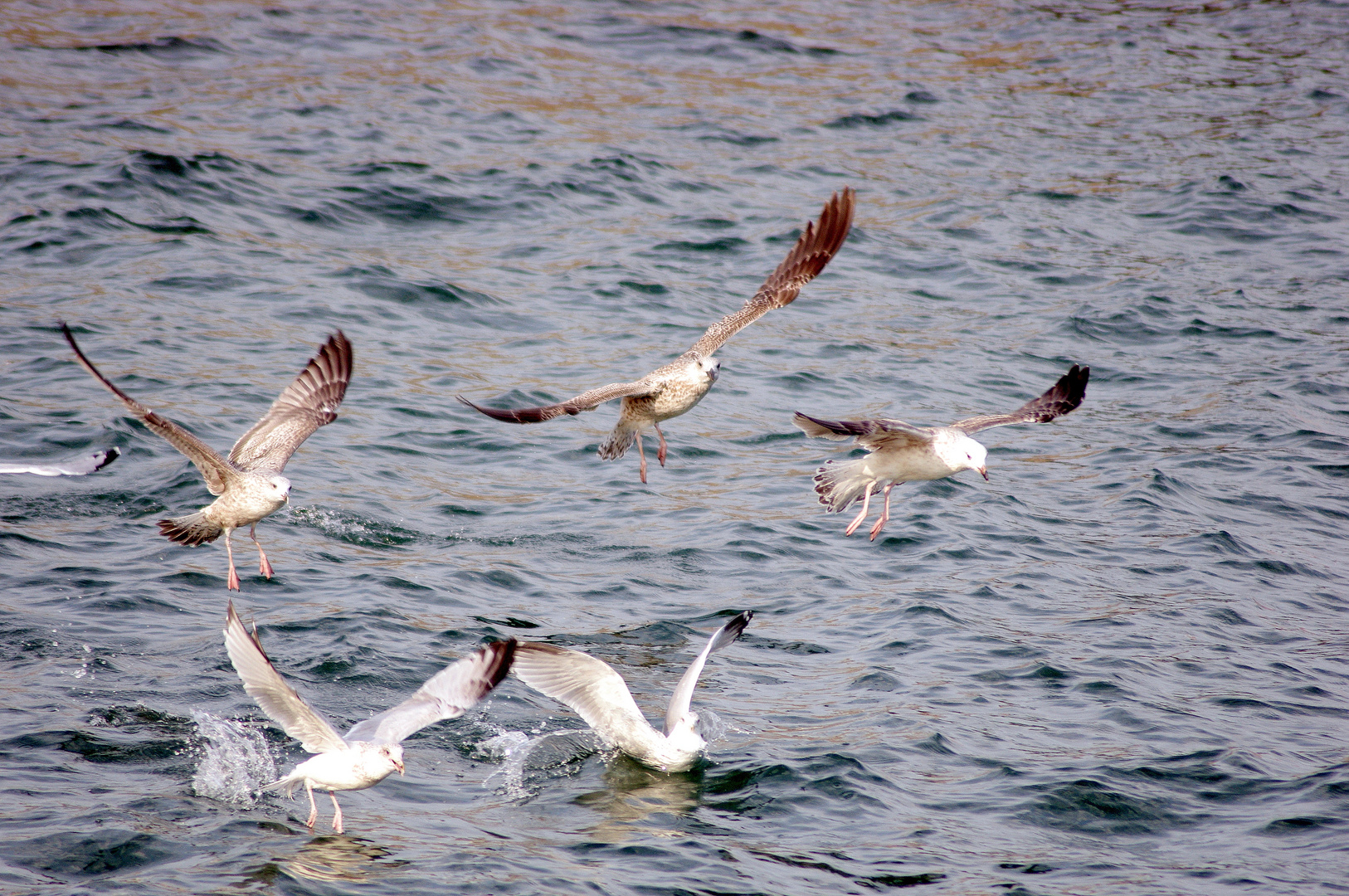 Camargue !