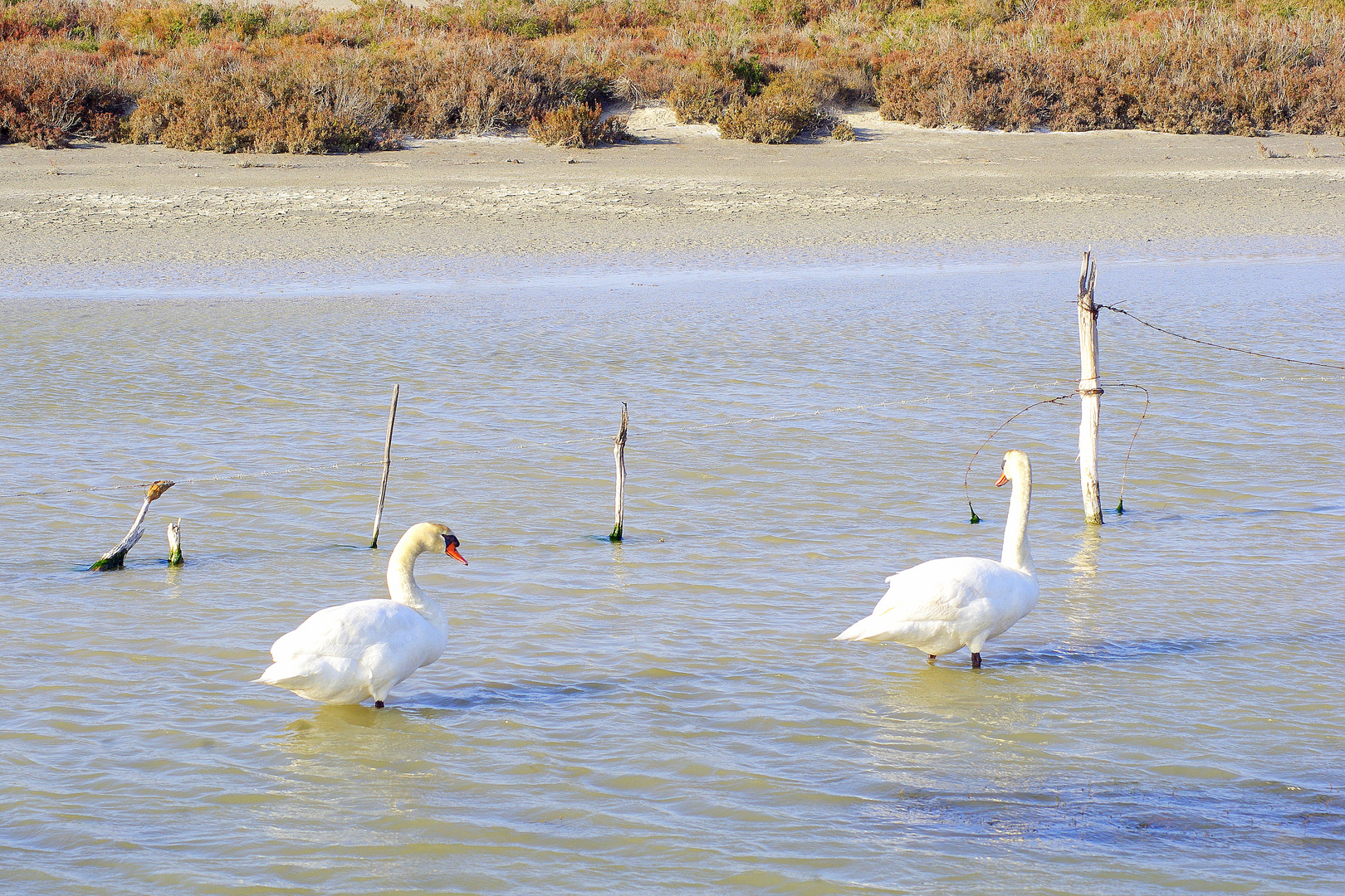 Camargue !