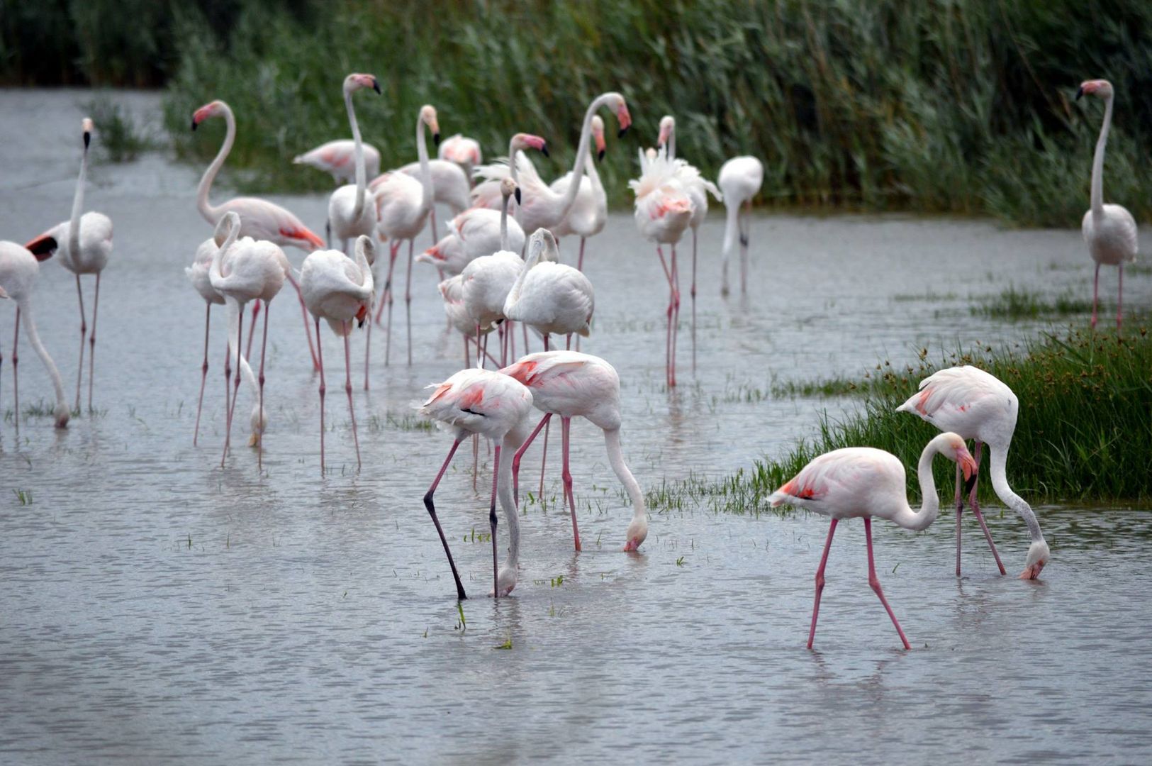 Camargue 