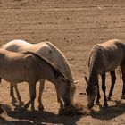 camargue