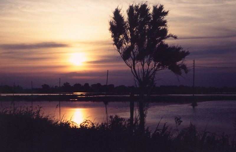 Camargue