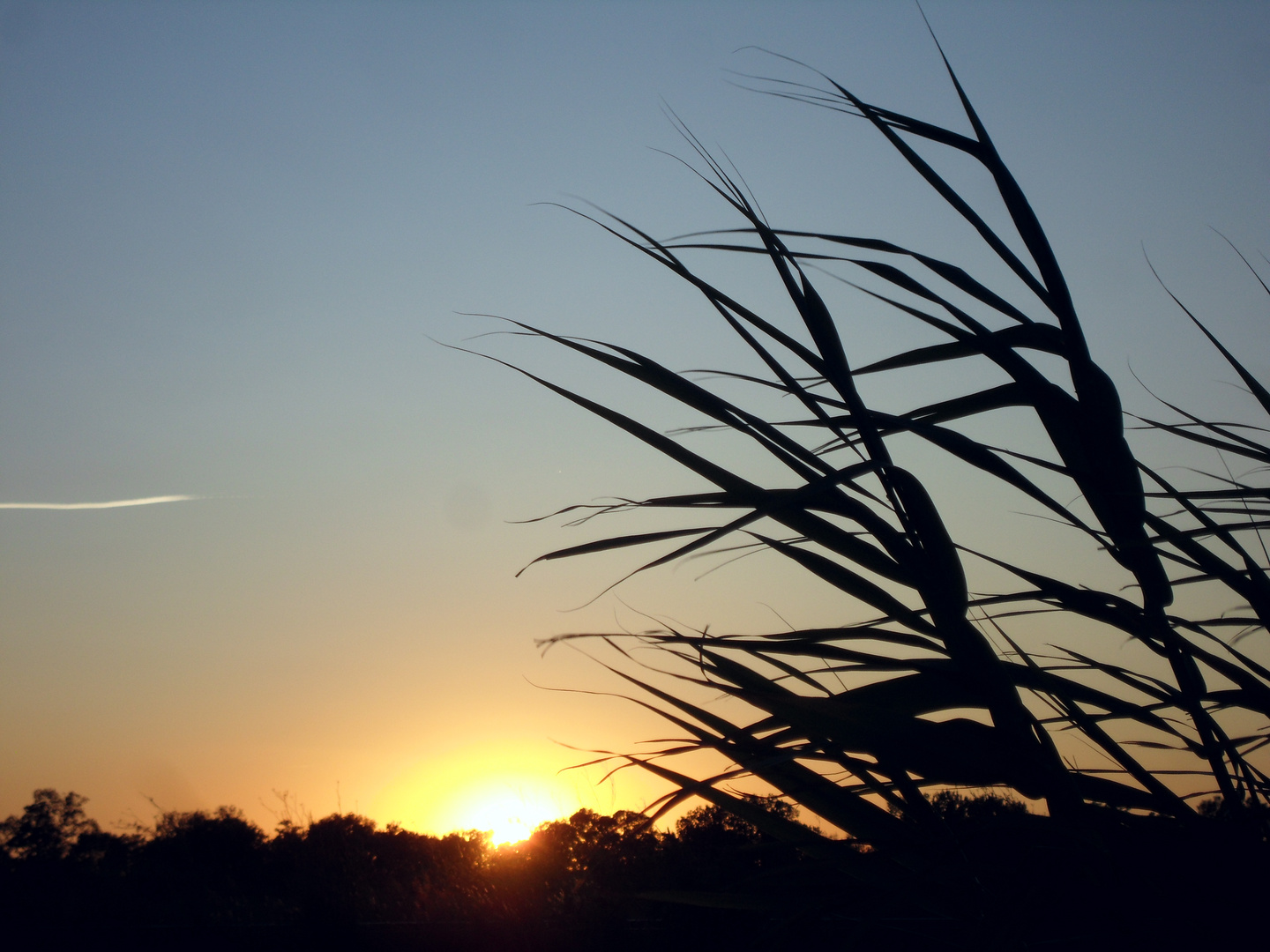 Camargue ....