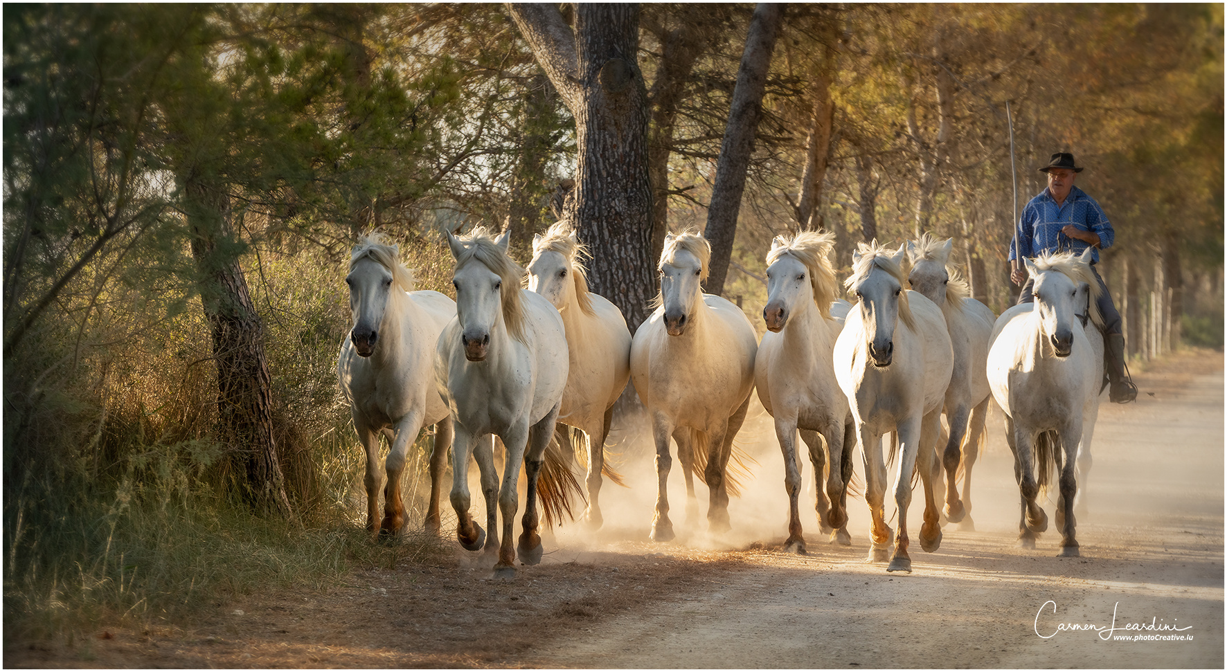 Camargue 