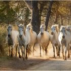 Camargue 