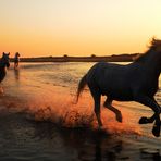 Camargue