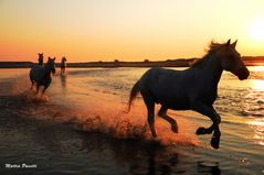 Camargue