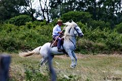 Camargue-Cowboy