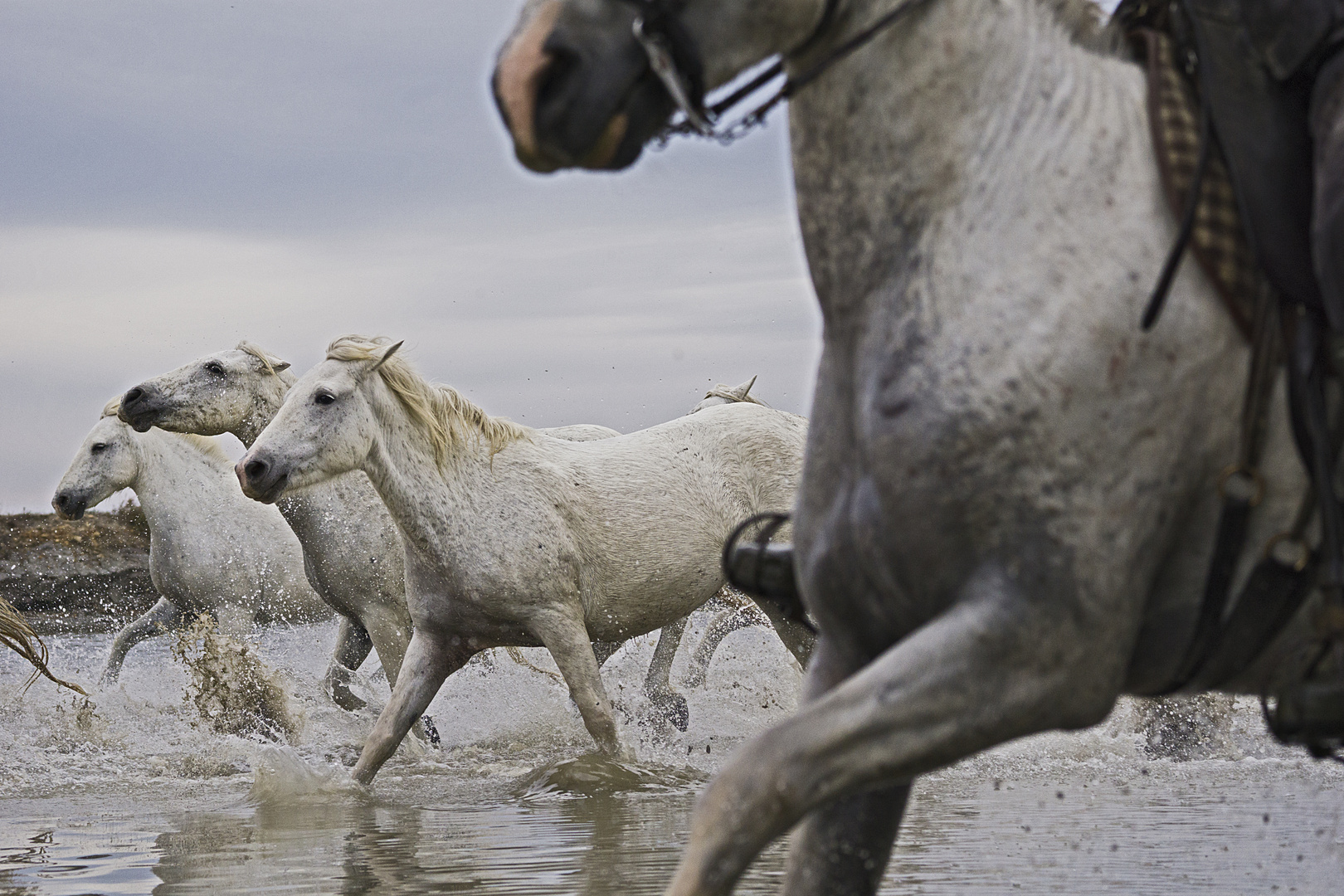 Camargue