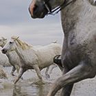 Camargue