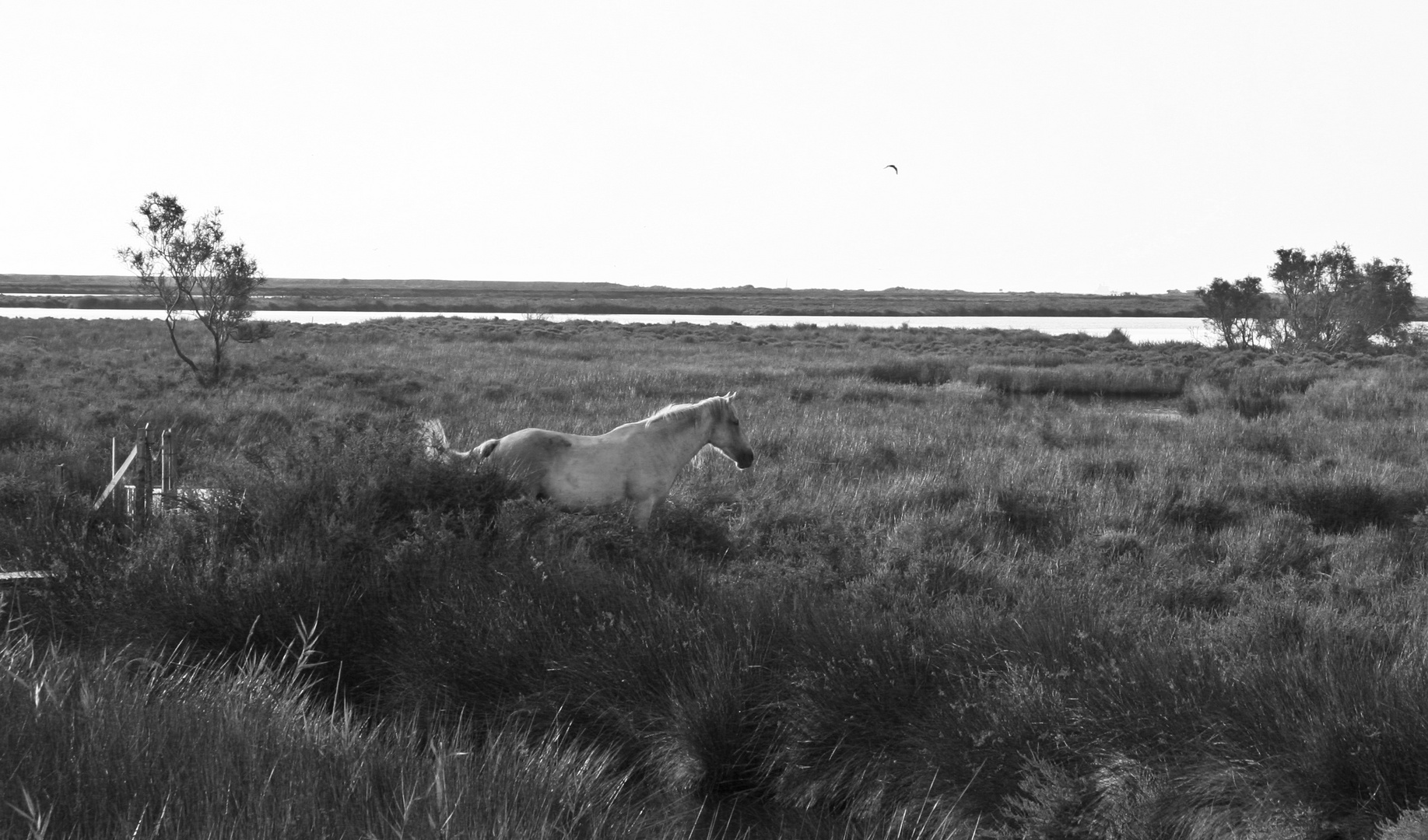 Camargue