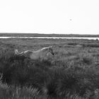 Camargue