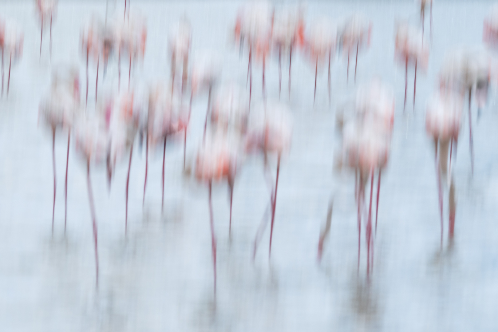 Camargue