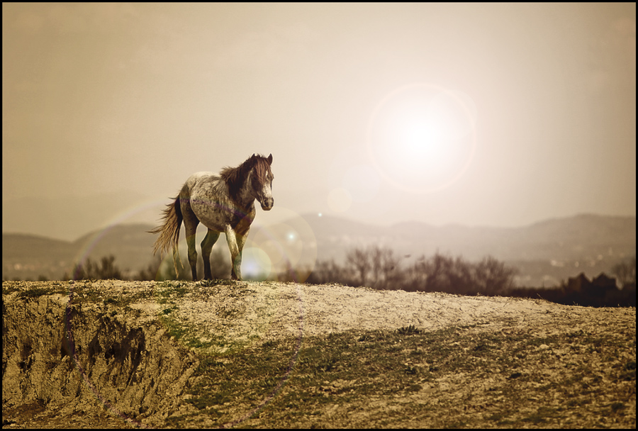 Camargue