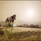 Camargue