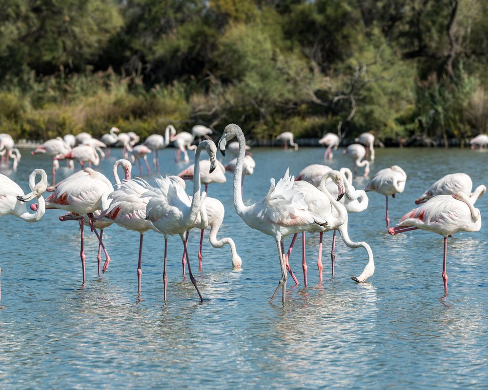 Camargue