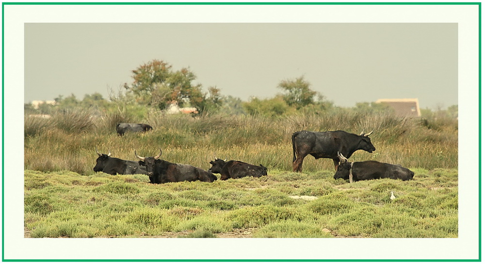 camargue