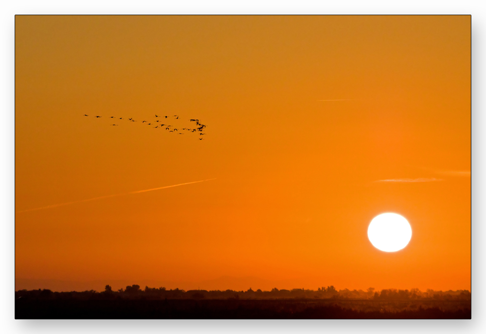 Camargue - die Flamingos fliegen