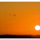 Camargue - die Flamingos fliegen