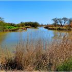 Camargue