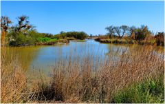 Camargue