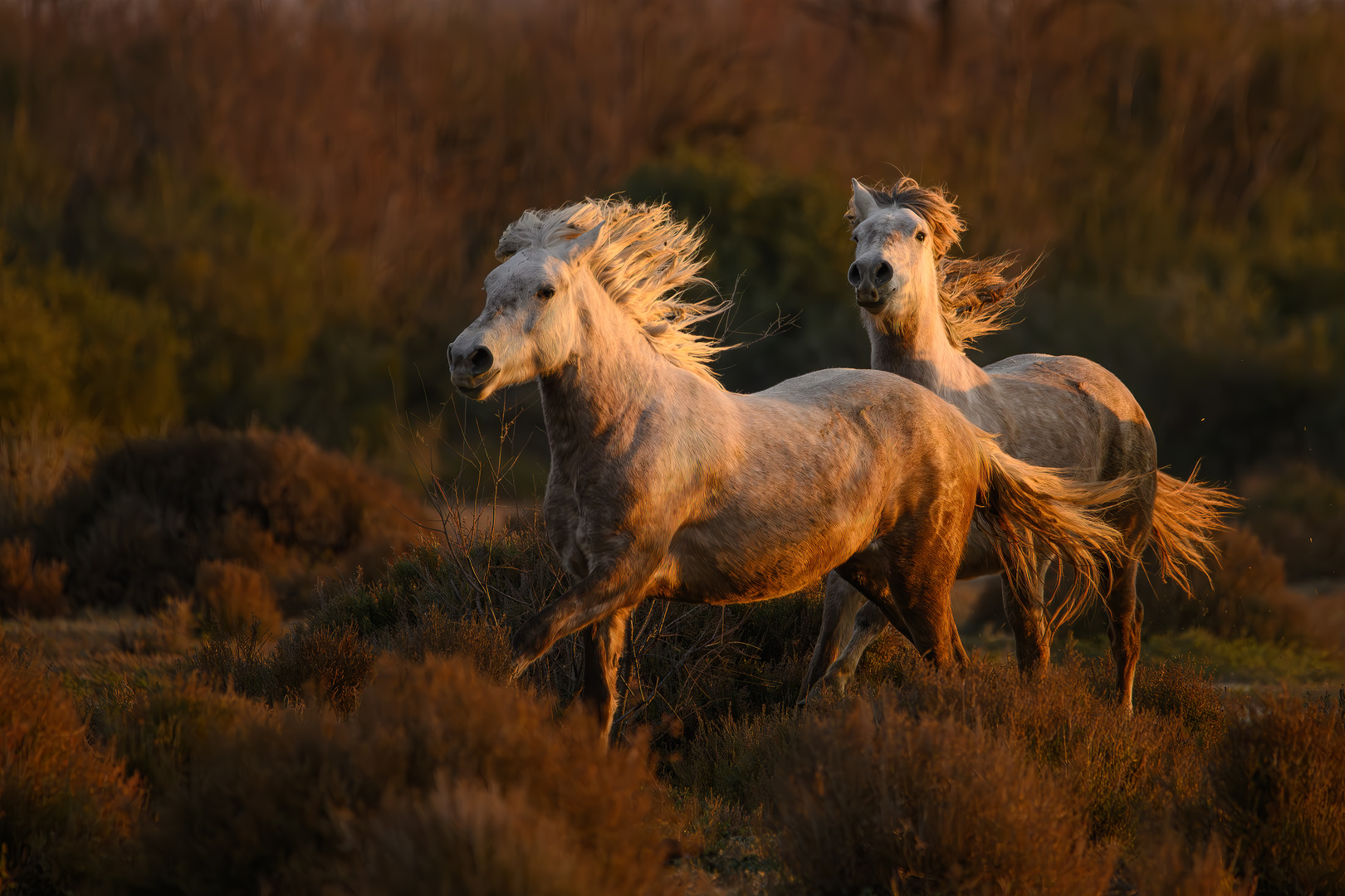 Camargue