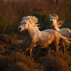 Camargue