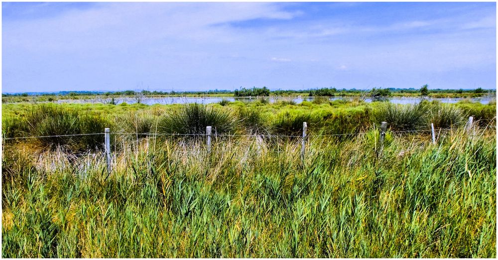 Camargue