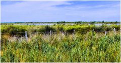 Camargue