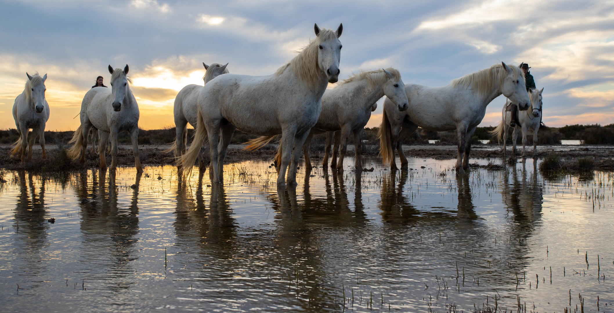 Camargue